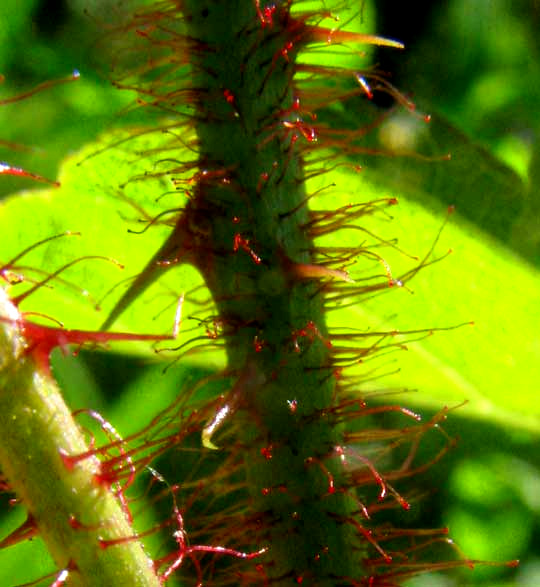 Southern Dewberry, RUBUS TRIVIALIS, two kinds of spines on stem