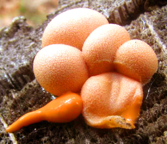 Wolf's Milk Slime Mold, LYCOGALA EPIDENDRUM, showing goo extruded from squashed  fruiting body