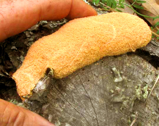 Dog Vomit Slime Mold, FULIGO SEPTICA, fruiting body