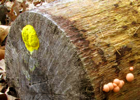 Wolf's Milk Slime Mold, LYCOGALA EPIDENDRUM and Dog Vomit Slime Mold, FULIGO SEPTICA, growing together on log