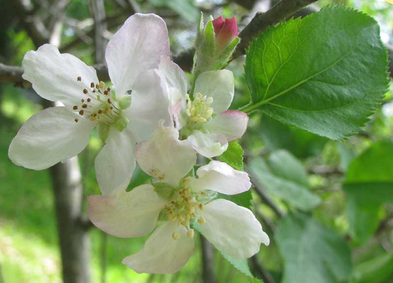 Apple flowers