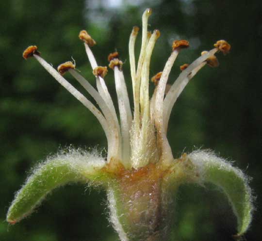 Apple flower, logitudinal section showing fused styles