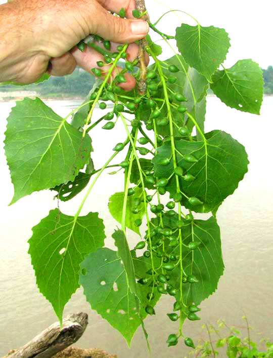 Eastern Cottonwoods, POPULUS DELTOIDES, leaves & immature catkins