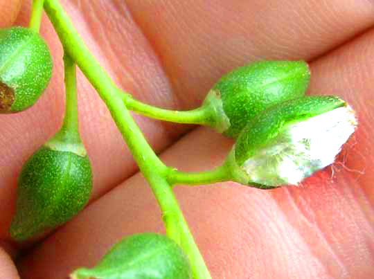 Eastern Cottonwoods, POPULUS DELTOIDES, immature fruits