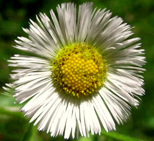 Philadelphia Fleabane, ERIGERON PHILADELPHICUS, composite flower head