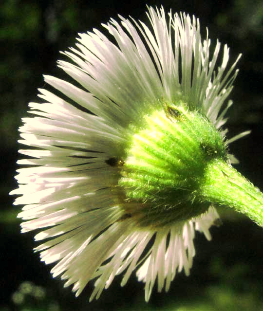 Philadelphia Fleabane, ERIGERON PHILADELPHICUS, showing involucral bracts