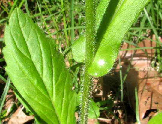 Philadelphia Fleabane, ERIGERON PHILADELPHICUS, hairy stems and  