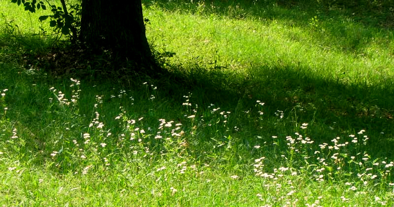 weedy lawn of Philadelphia Fleabanes, ERIGERON PHILADELPHICUS