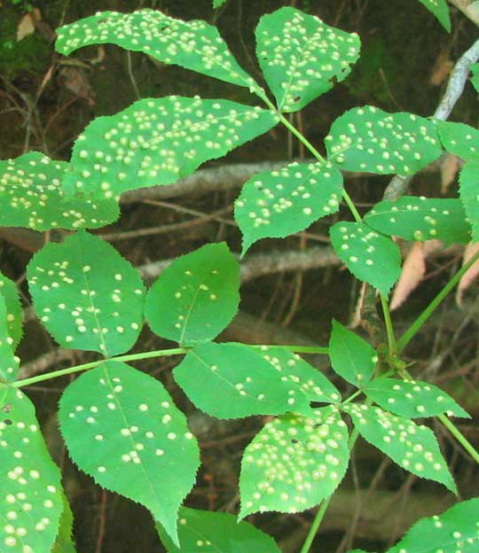 Phylloxera galls on hickory leaves
