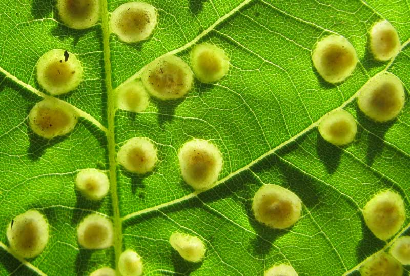 Phylloxera galls on hickory leaves, top view