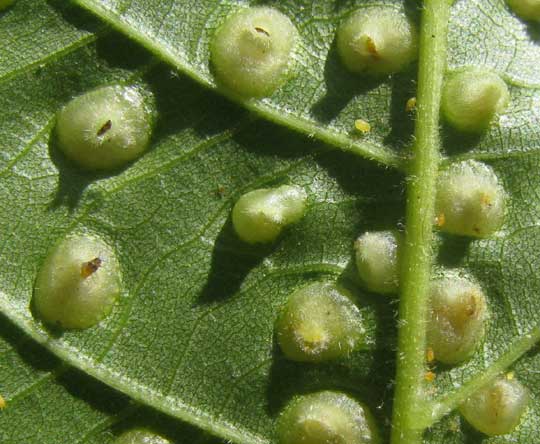 Phylloxera galls on hickory leaf bottom