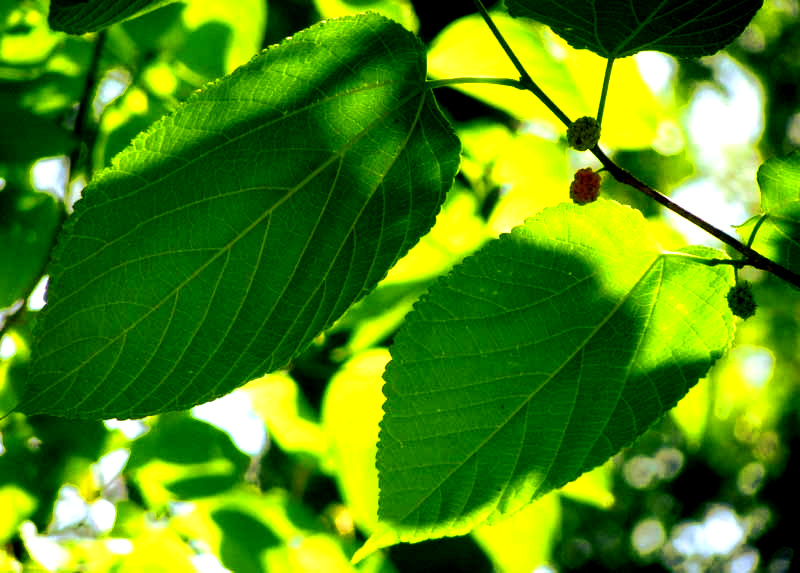 Red Mulberry, MORUS RUBRA, leaves and berries