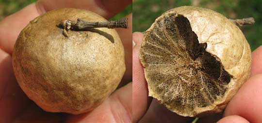 Oak-Apple Gall, inside and outside