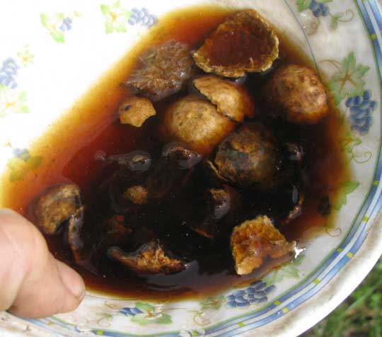 Oak-apple galls staining water in a bowl dark reddish-brown