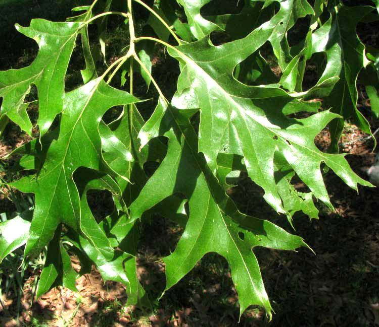 Cherrybark Oak, QUERCUS PAGODA. leaves