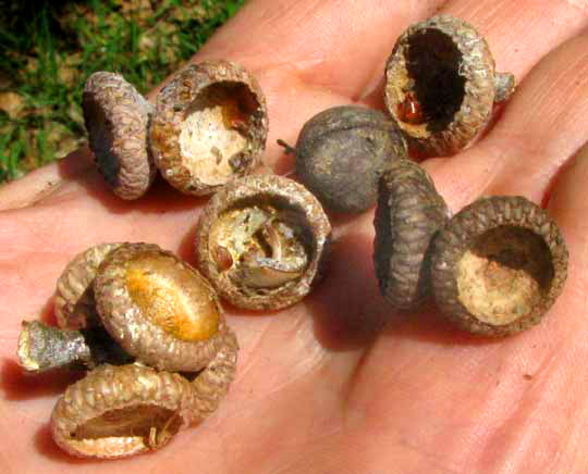 Cherrybark Oak, QUERCUS PAGODA, acorn cups