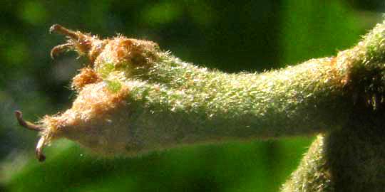 Cherrybark Oak, QUERCUS PAGODA, very young female flowers