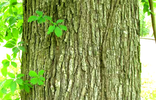 Cherrybark Oak, QUERCUS PAGODA, bark