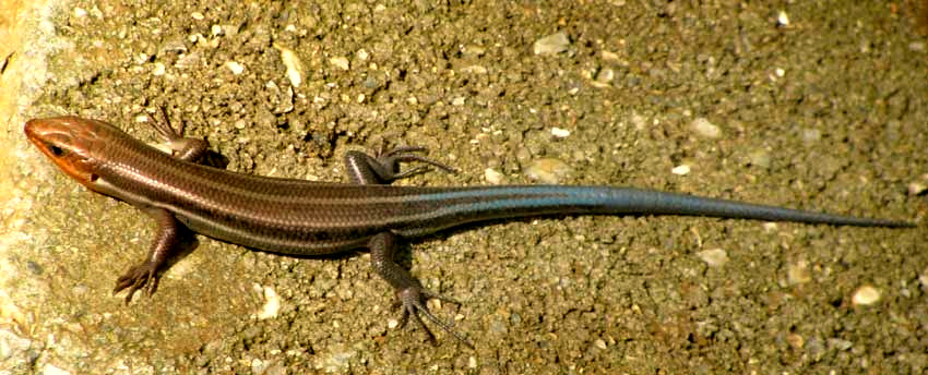 Five-lined Skink, PLESTIODON FASCIATUS