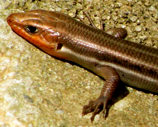 Five-lined Skink, PLESTIODON FASCIATUS, head shot showing scales