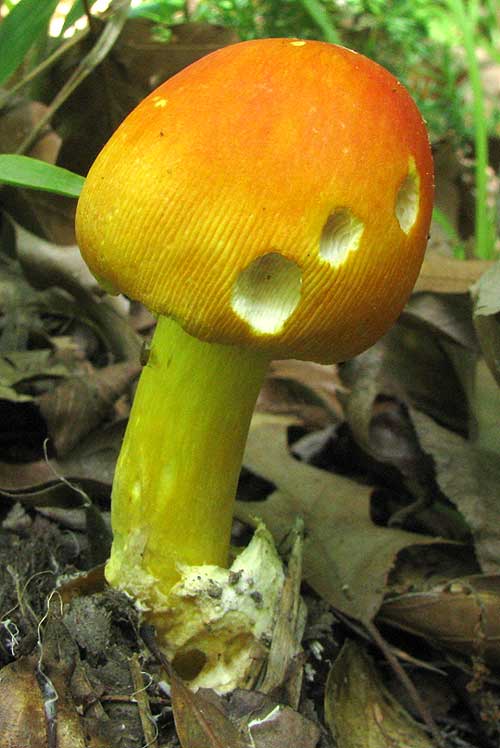 Caesar's Mushroom,