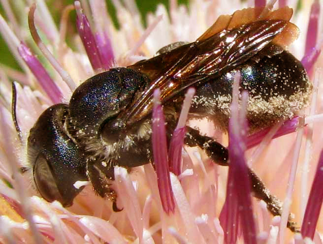 Mason Bee, OSMIA CHALYBEA, on Bull Thistle blossom