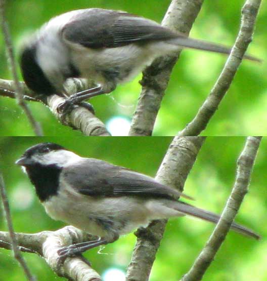 Carolina Chickadee, POECILE CAROLINENSIS, possibly hold-hammering, but with beak open