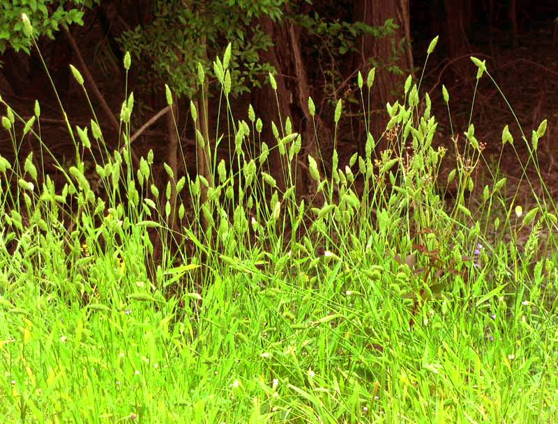 Canarygrass, genus PHALARIS