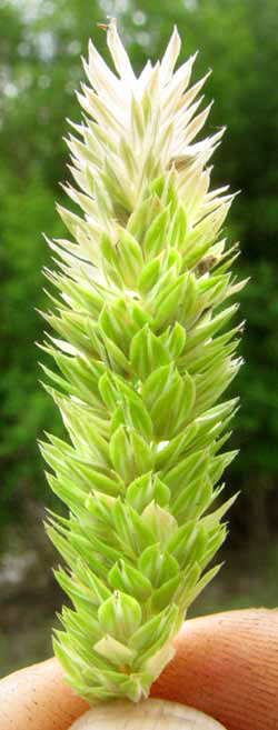 Canarygrass, genus PHALARIS, flowering head