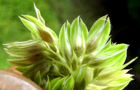 Canarygrass, genus Phalaris, spikelets shown to be in a panicle