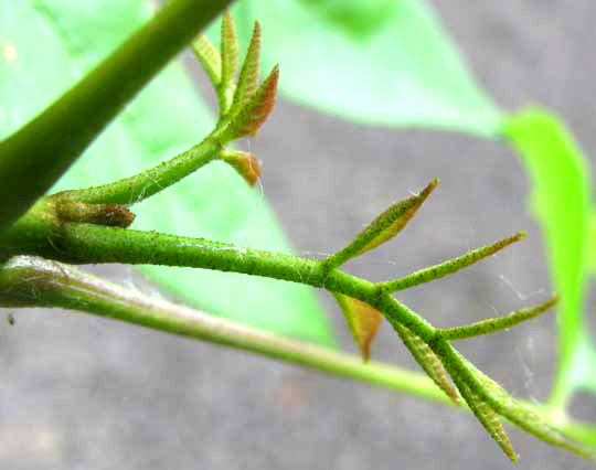 Green Ash, FRAXINUS PENNSYLVANICA, expanding leaves