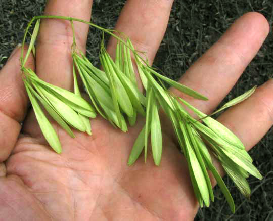 Green Ash, FRAXINUS PENNSYLVANICA, samaras, or fruits, or keys