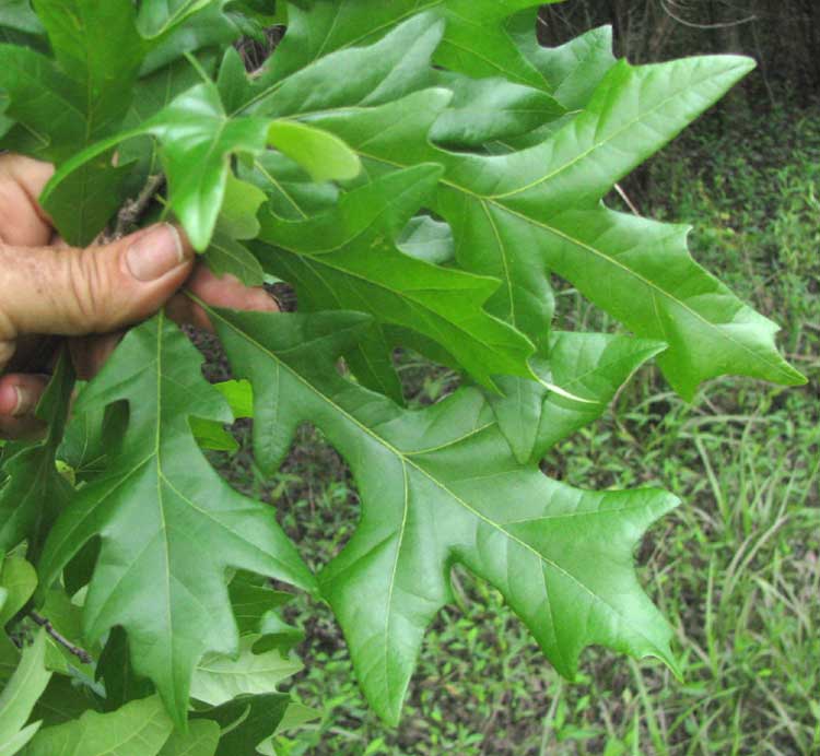 Overcup Oak, QUERCUS LYRATA, leaves