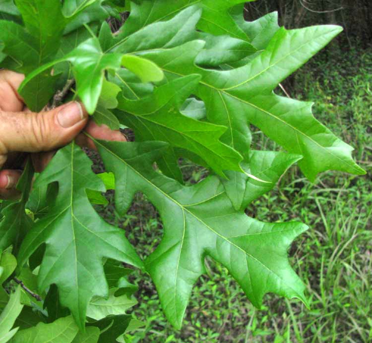 Overcup Oak, QUERCUS LYRATA, leaves