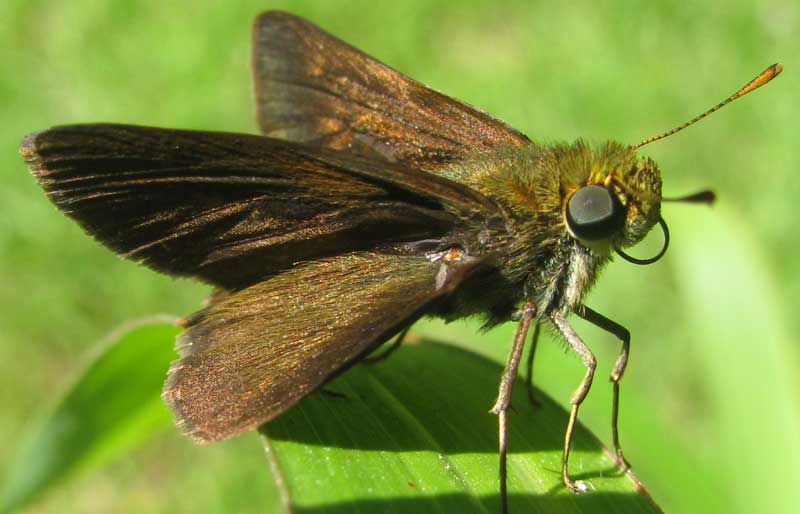 Dun Skipper, EUPHYES VESTRIS