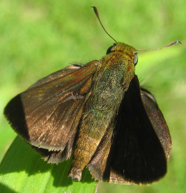 Dun Skipper, EUPHYES VESTRIS, top view