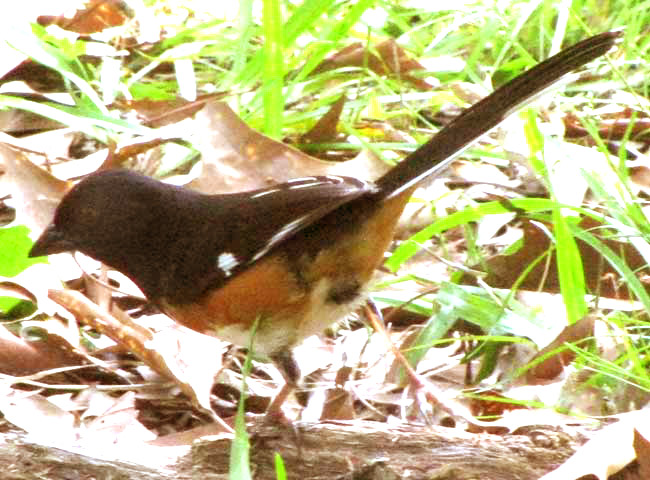 Eastern Towhee, PIPILO ERYTHROPHTHALMUS