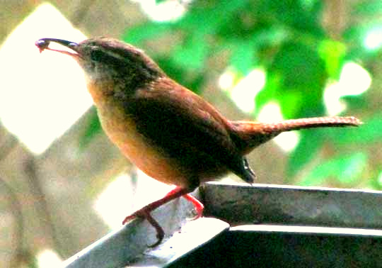 Carolina Wren, THRYOTHORUS LUDOVICIANUS