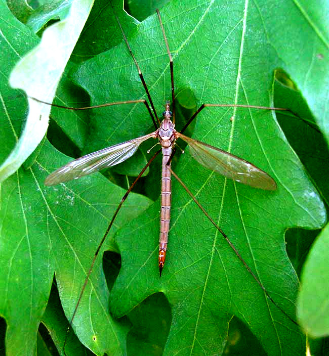 Crane Fly, Tipula colei