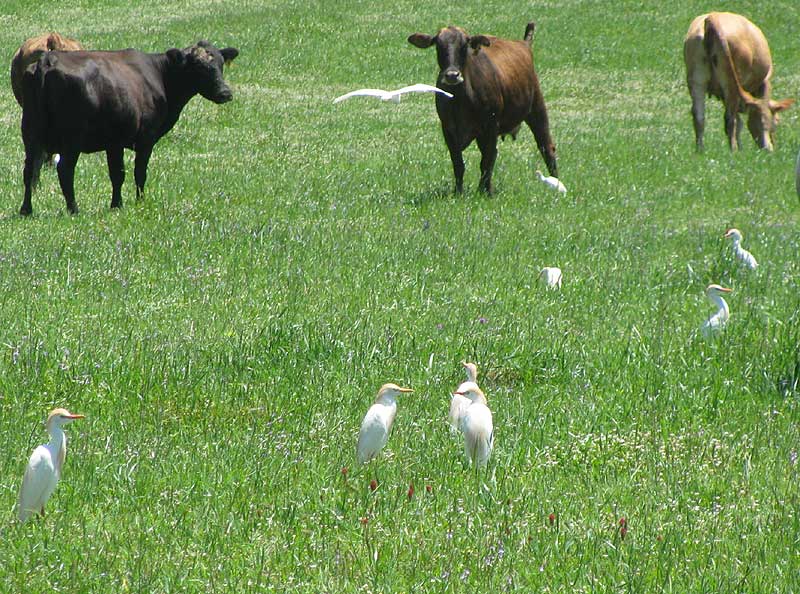 Cattle Egrets, BUBULCUS IBIS, with cattle