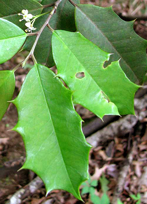 American Holly, ILEX OPACA, leaves & flowers