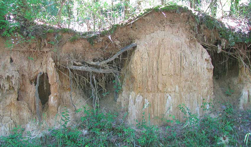 Loess roadcut in southwestern Mississippi