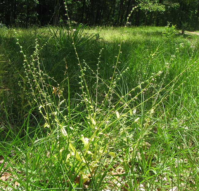 Beggar's Lice, MYOSOTIS DISCOLOR, plant