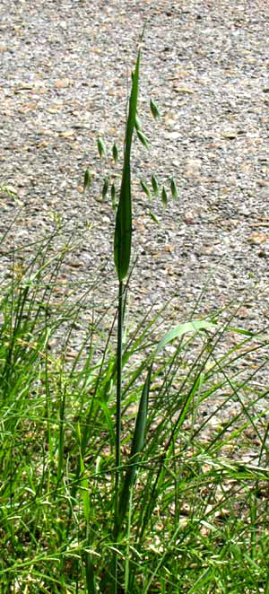 Oat grass, AVENA SATIVA, plant