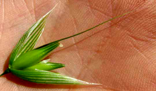 Oat grass, AVENA SATIVA, spikelet opened tos how florets