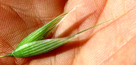 Oat grass, AVENA SATIVA, spikelet showing long glumes and awn
