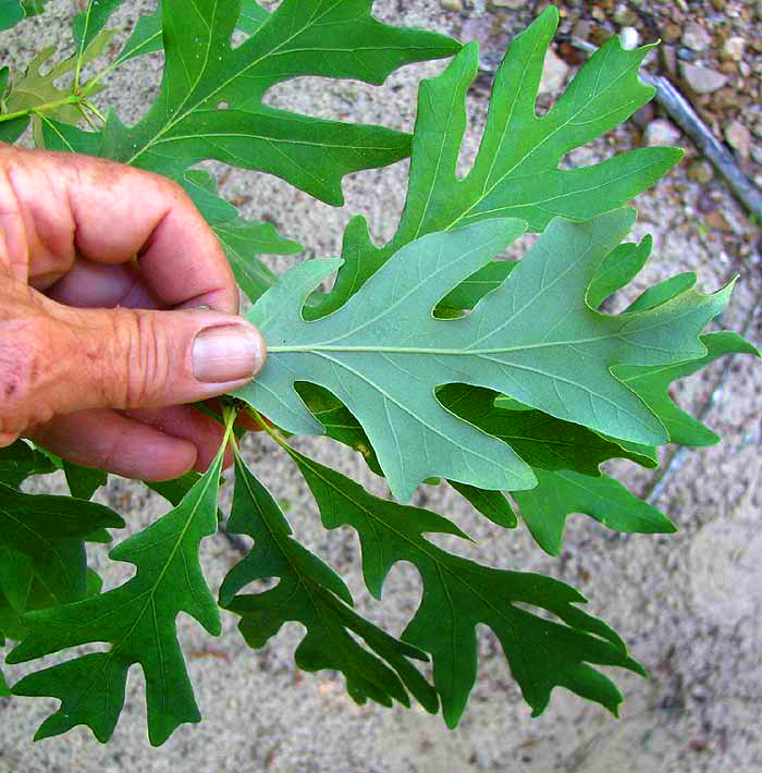 White Oak, Quercus alba, leaves