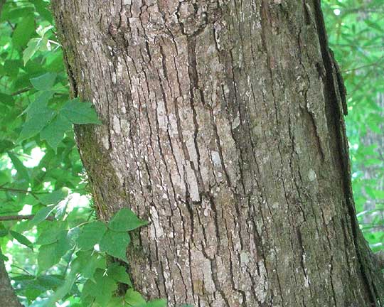 White Oak, Quercus alba, bark