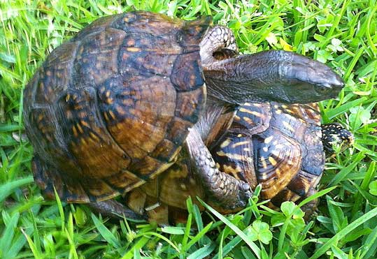 Box Turtle, Terrapene carolina, photo by Hillary Messick on the Mississippi Gulf Coast