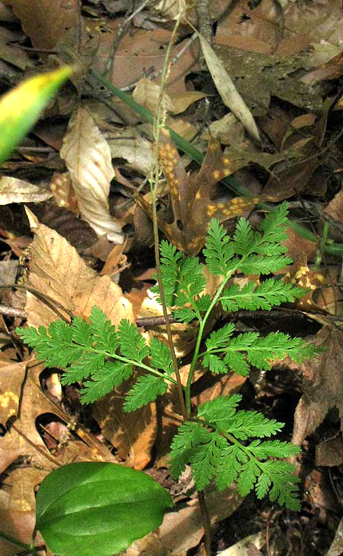 Rattlesnake Fern, BOTRYPUS VIRGINIANUM